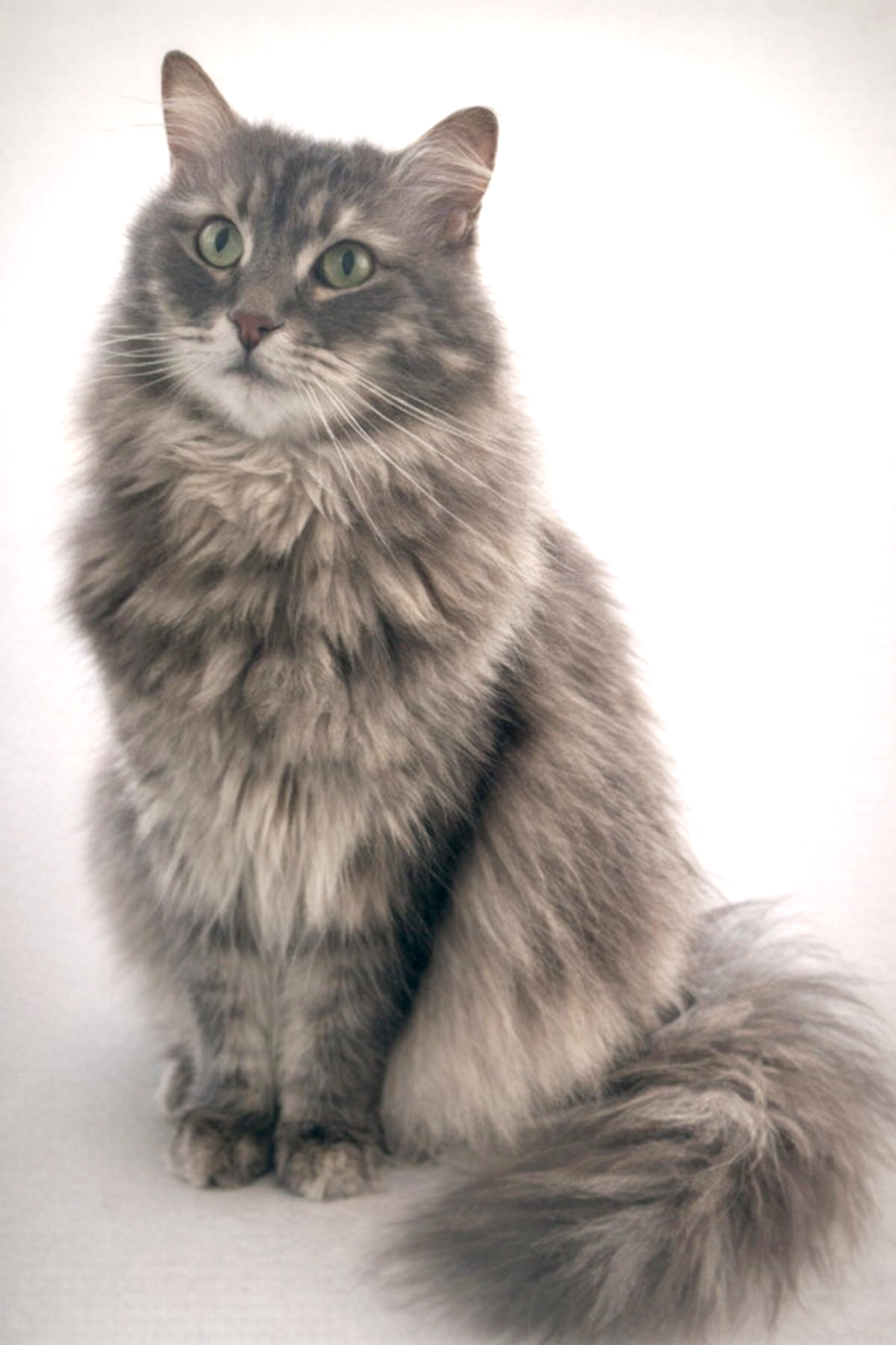 Un chat à poils longs gris avec des yeux verts, assis sur un fond blanc.