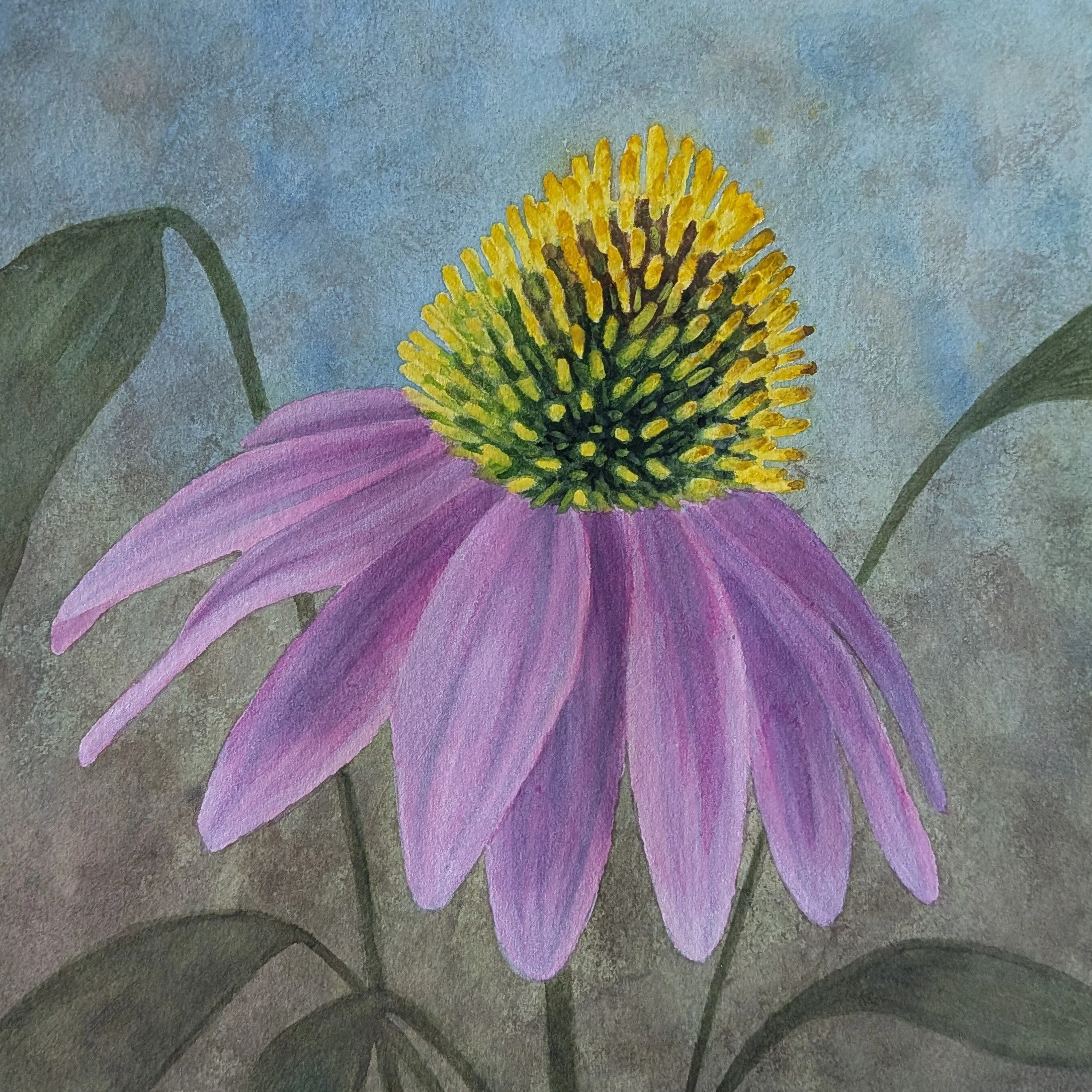 watercolor - cone flower.jpg