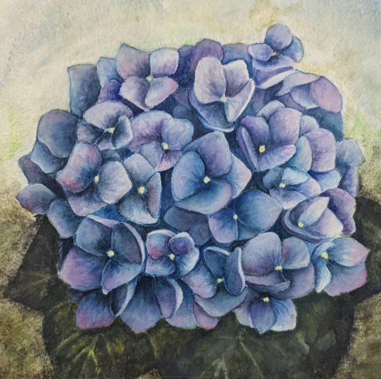 watercolor - hydragea.png