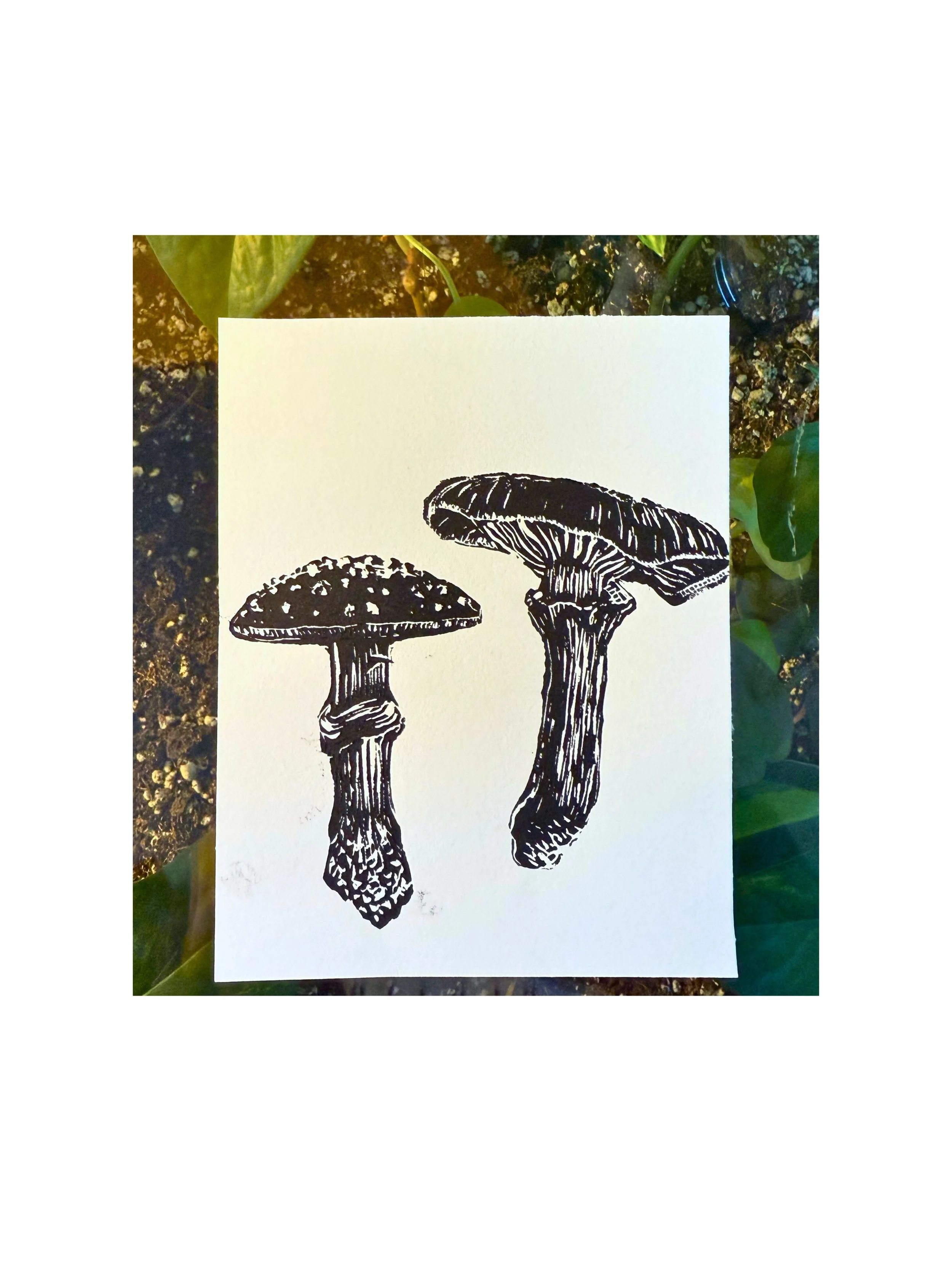 Mushroom Studies 1