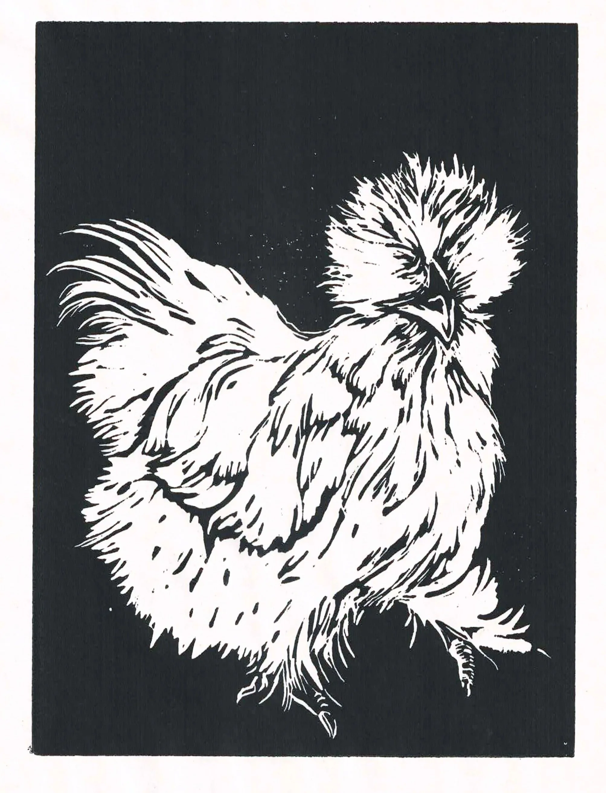 Blue: This is a linoleum print of one of my chickens Blue. She is a Bantam Silkie chicken who is currently 3 years old. She is very fluffy and friendly. Great inspiration for linoleum prints. 