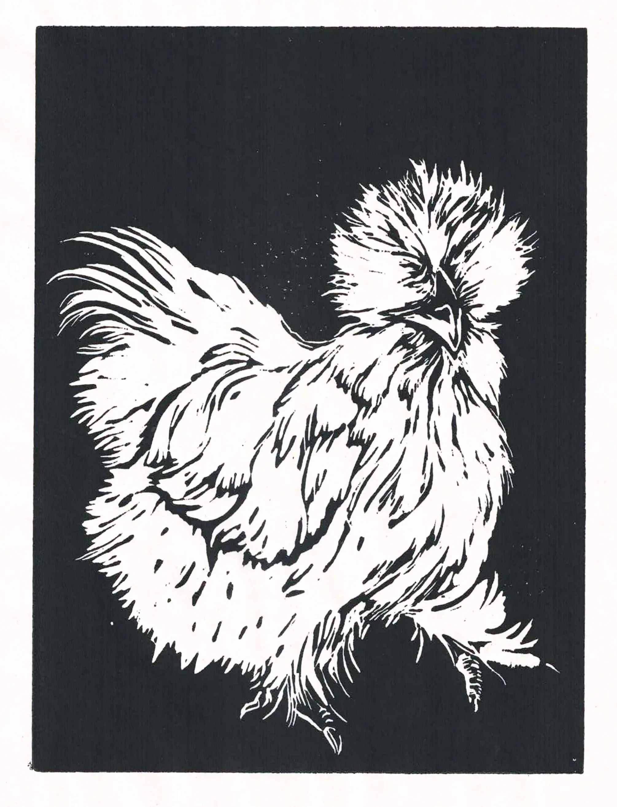 This is a linoleum print of one of my chickens Blue. She is a Bantam Silkie chicken who is currently 3 years old. She is very fluffy and friendly. Great inspiration for linoleum prints. 