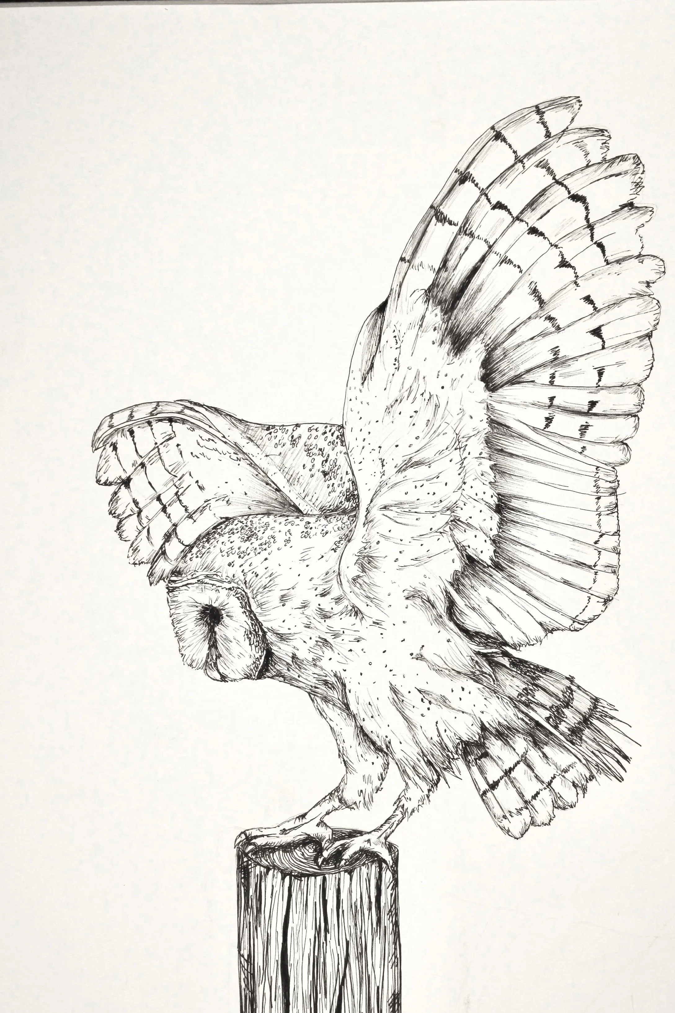 owl.jpg