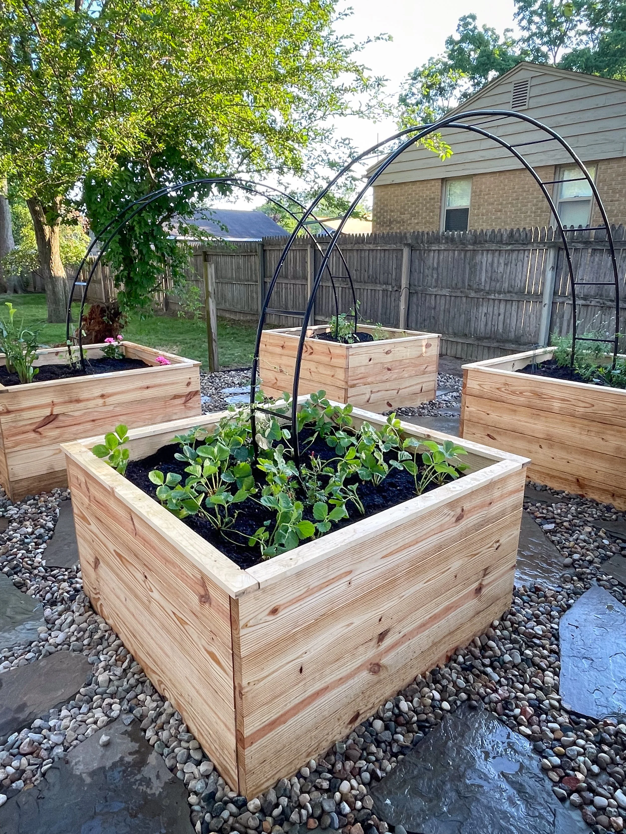 Wooden raised garden beds with young plants, black trellises, and a stone pathway in a backyard with a fence and trees.