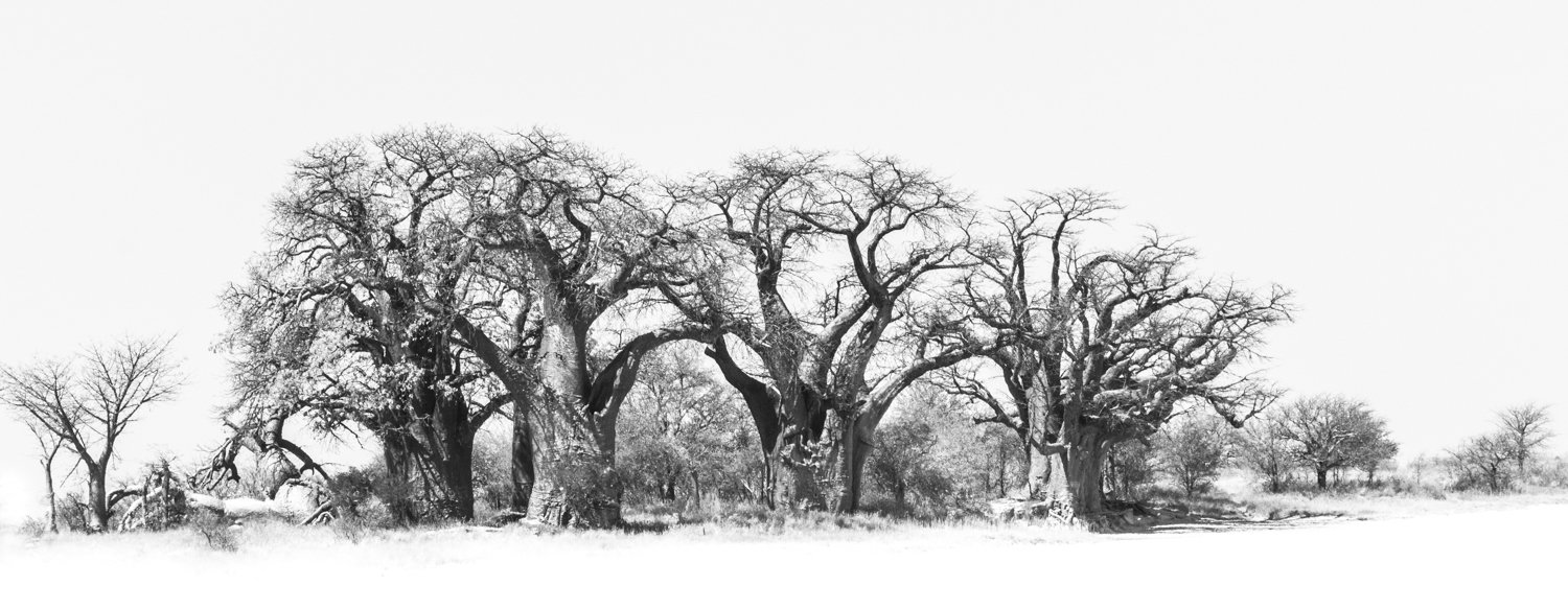 Baobab Tree - Botswana