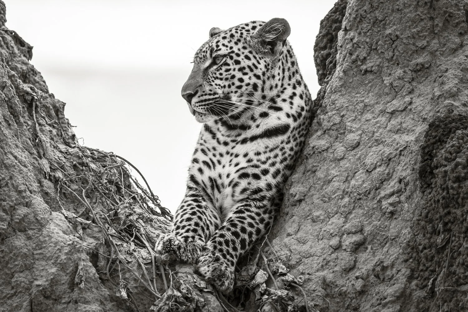 Leopard on rocks — Janaina Matarazzo wildlife photographer Botswana