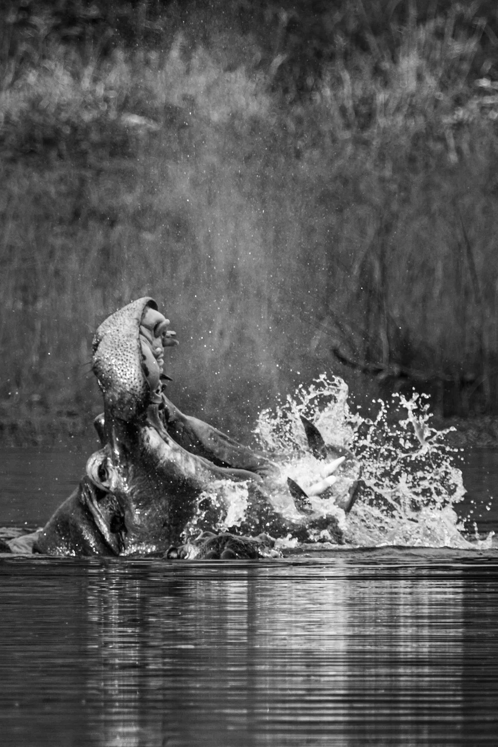 Hippopotamus - Botswana