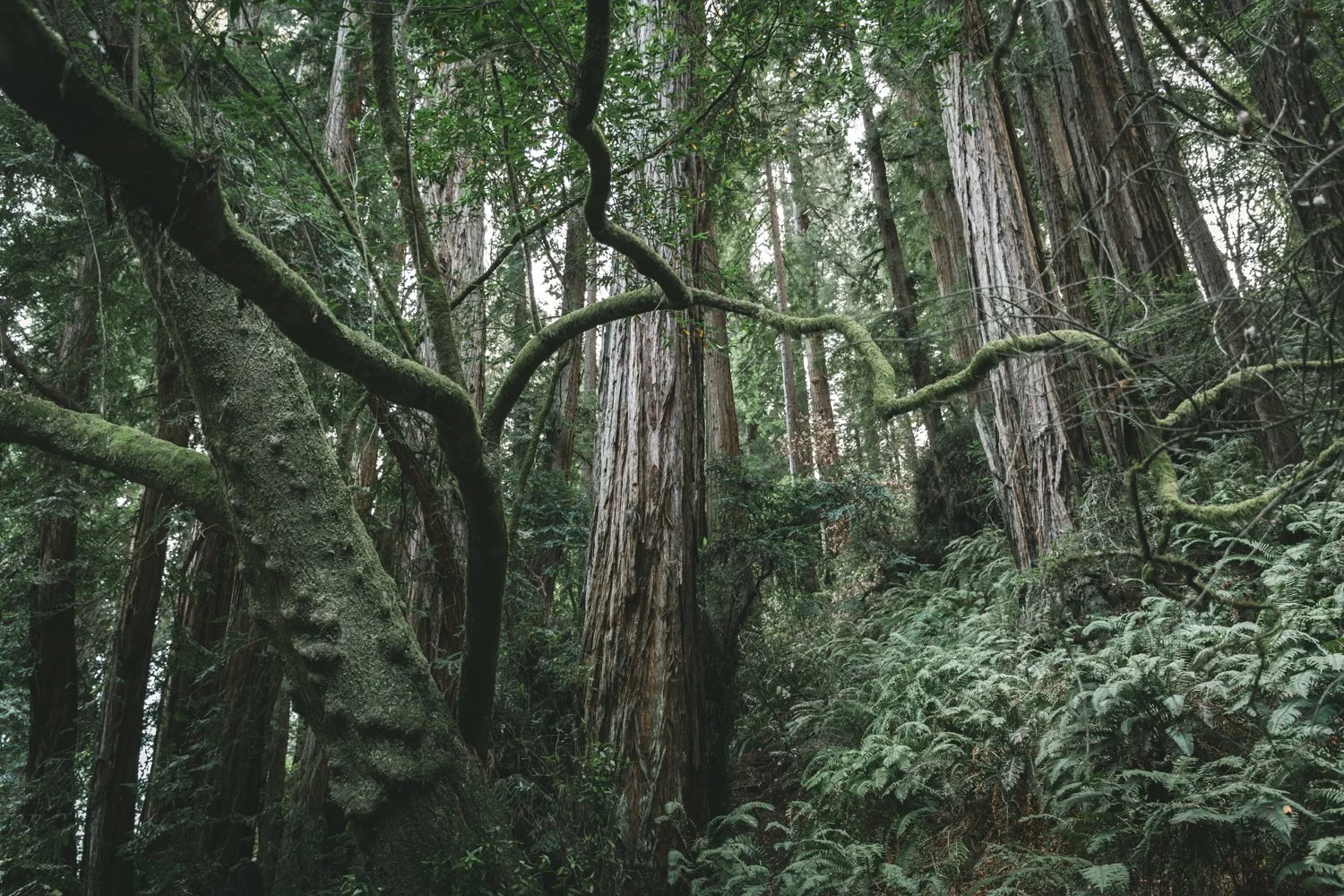 Redwood Tree - Mill Valley, California
