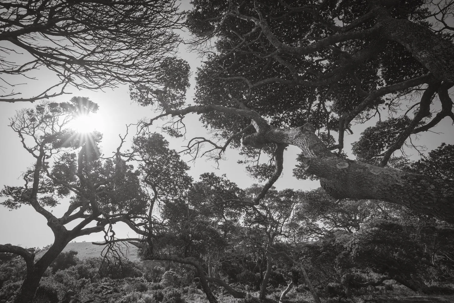 Milkwood Tree - Transkei, South Africa