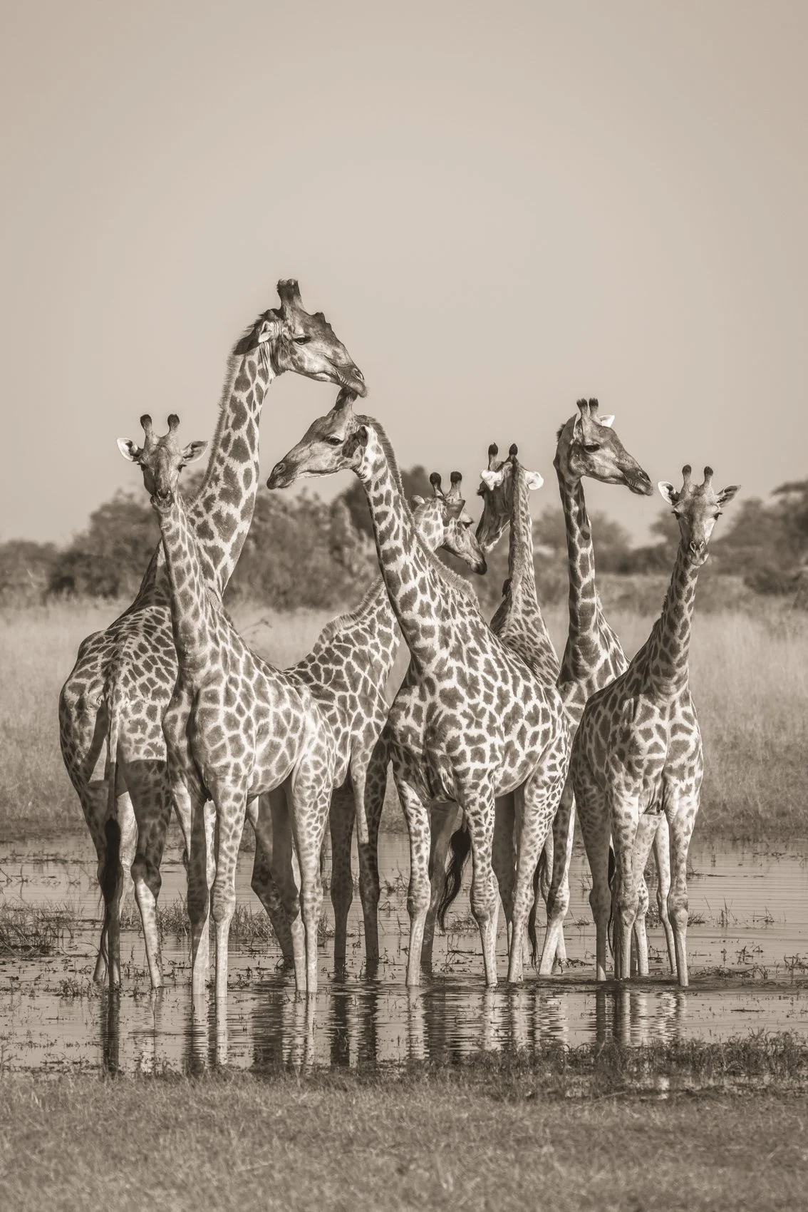 Giraffes - Okavango Delta, Botswana