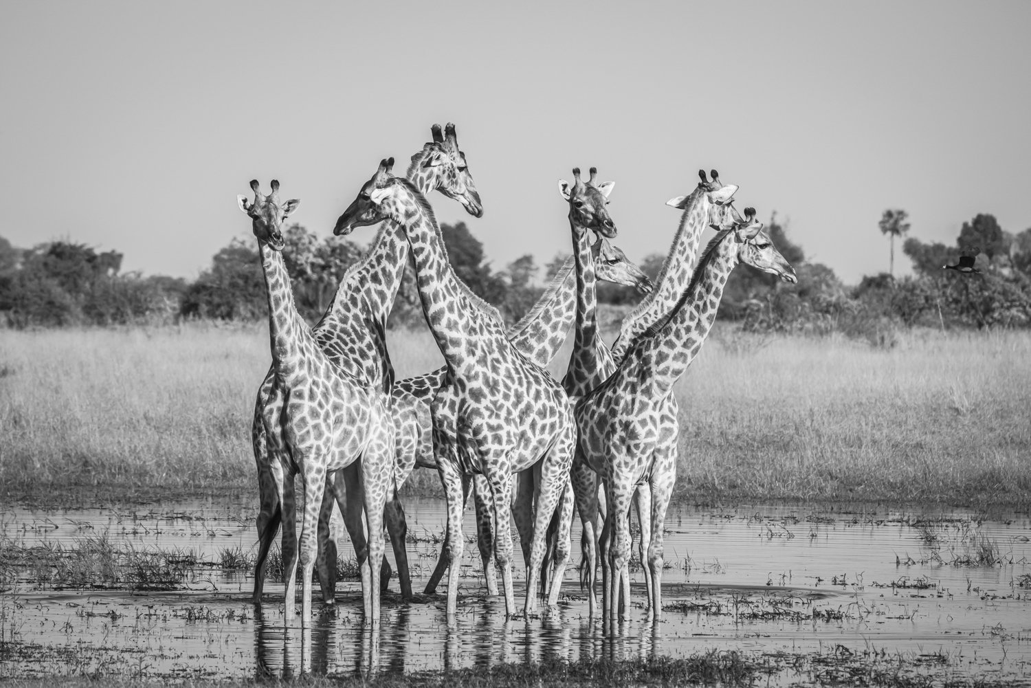 Giraffes black and white — Okavango Delta Botswana fine art print