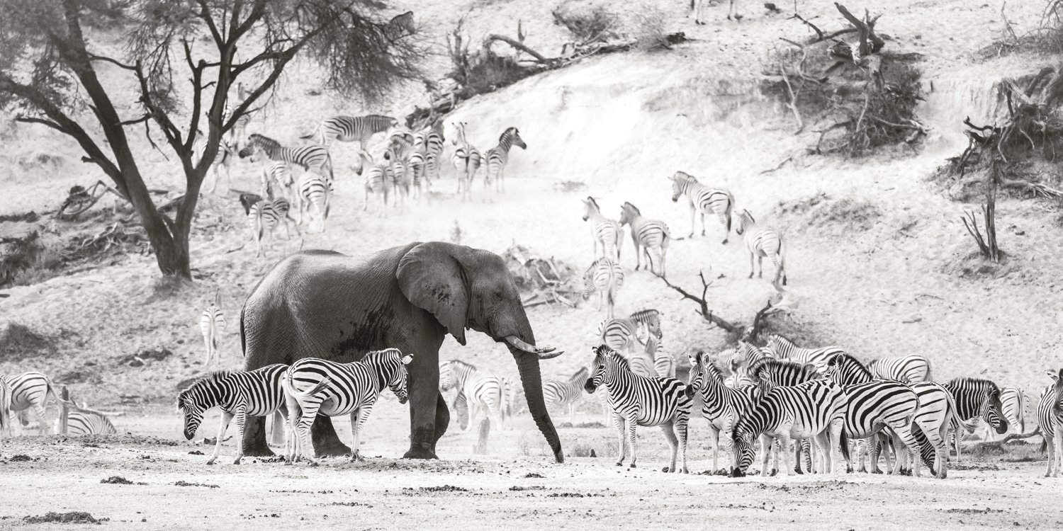 Elephant and Zebras - Botswana