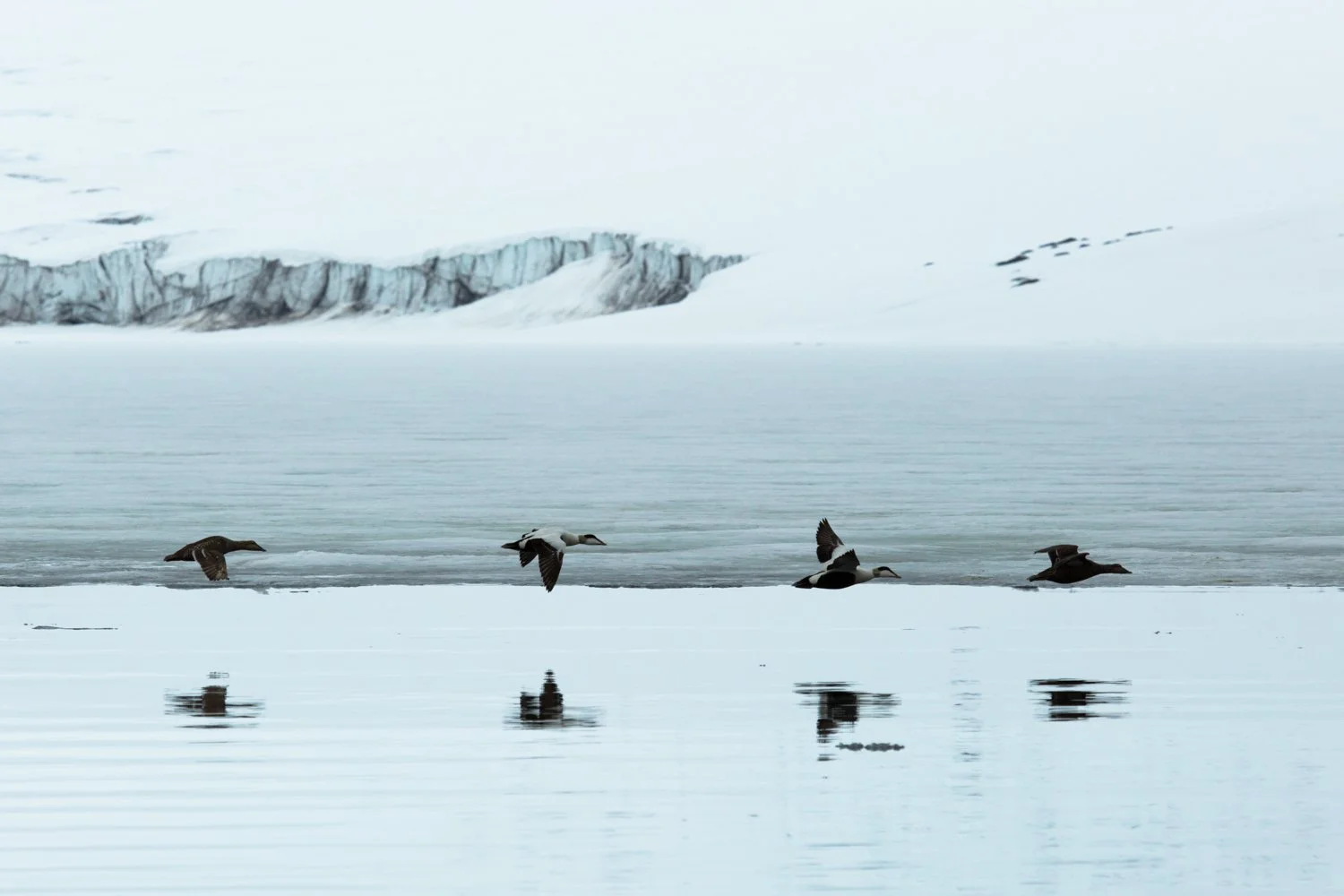 Common Eider Duck - Svalbard, Arctic 