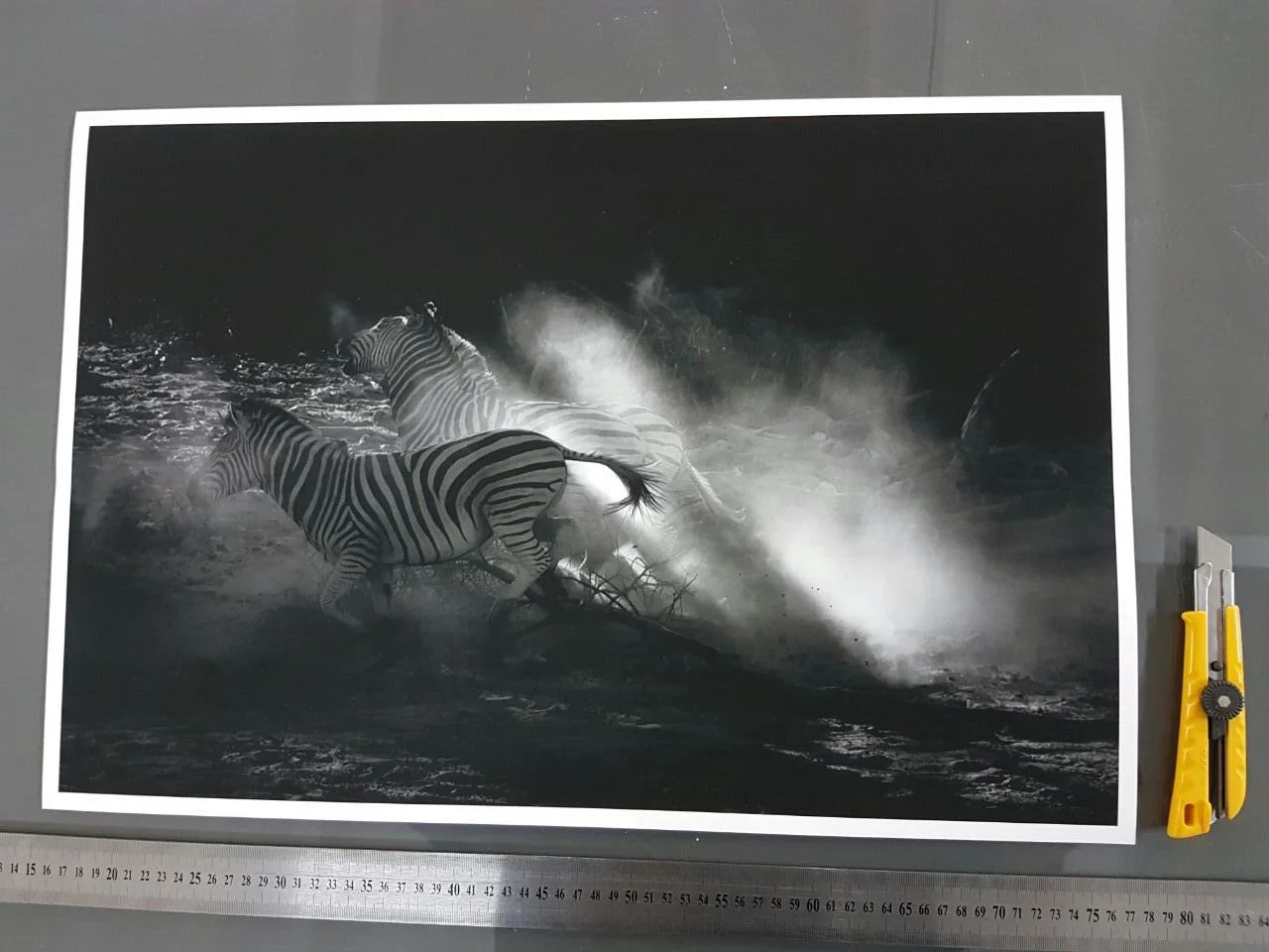 janaina-matarazzo-fine-artzebra drama.jpg