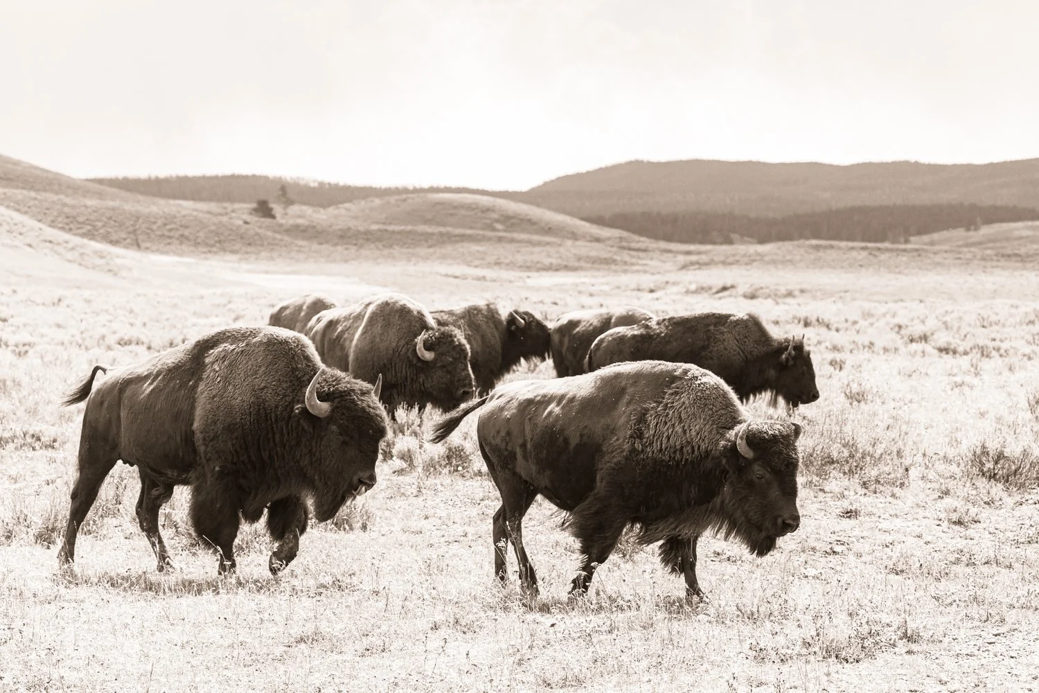 Bison - Yellowstone National Park