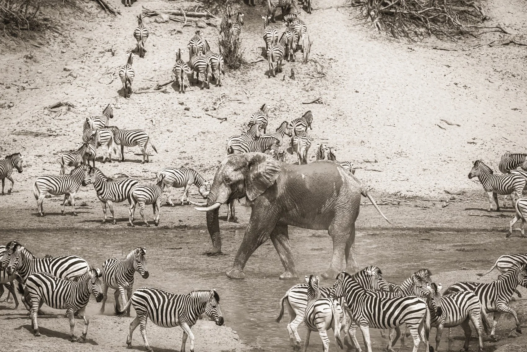 Elephant & Zebras - Botswana
