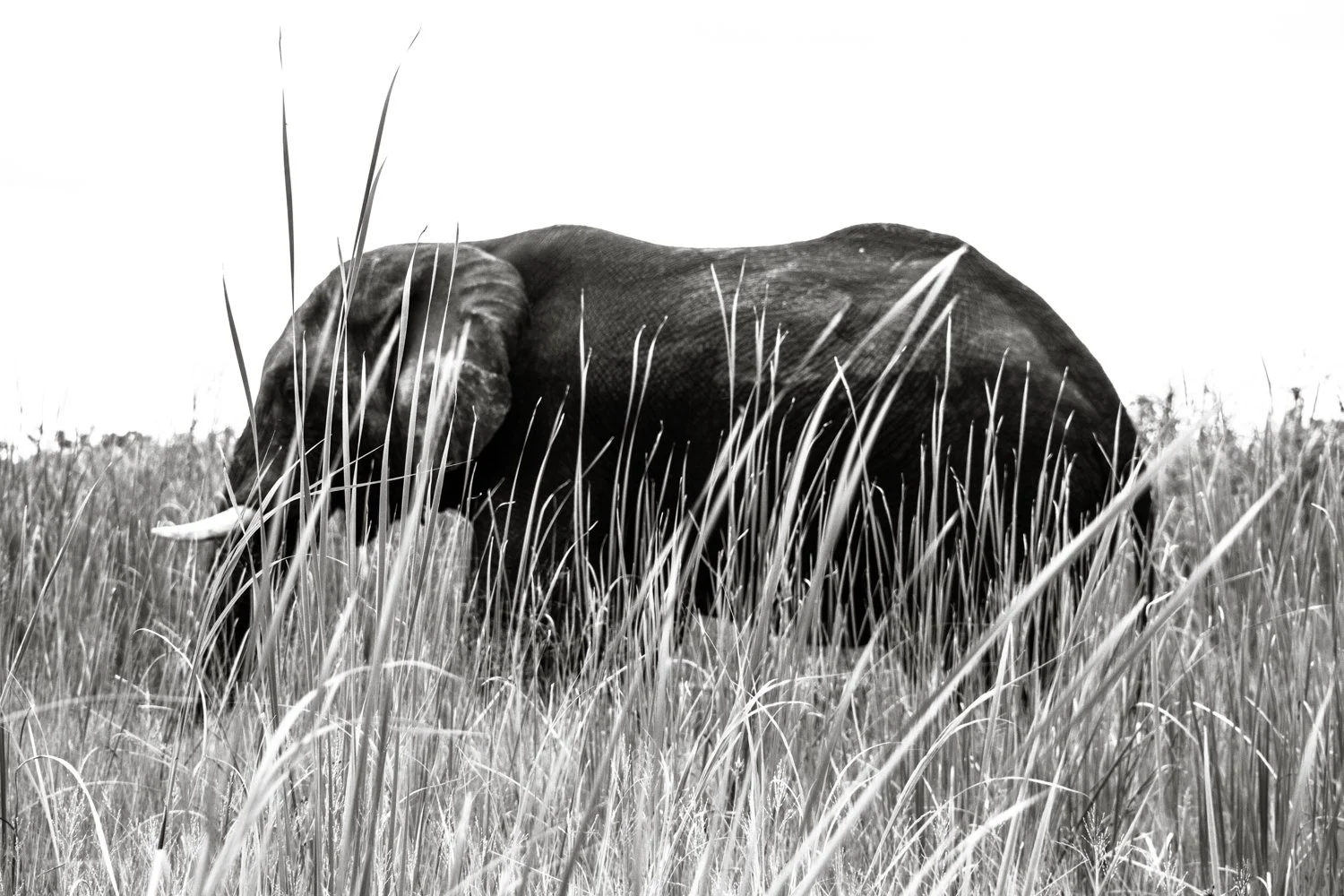 Elephant - Okavango Delta, Botswana