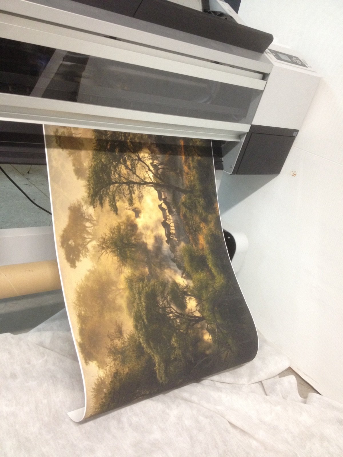 janaina-matarazzo-fine-artzebra painting.jpg