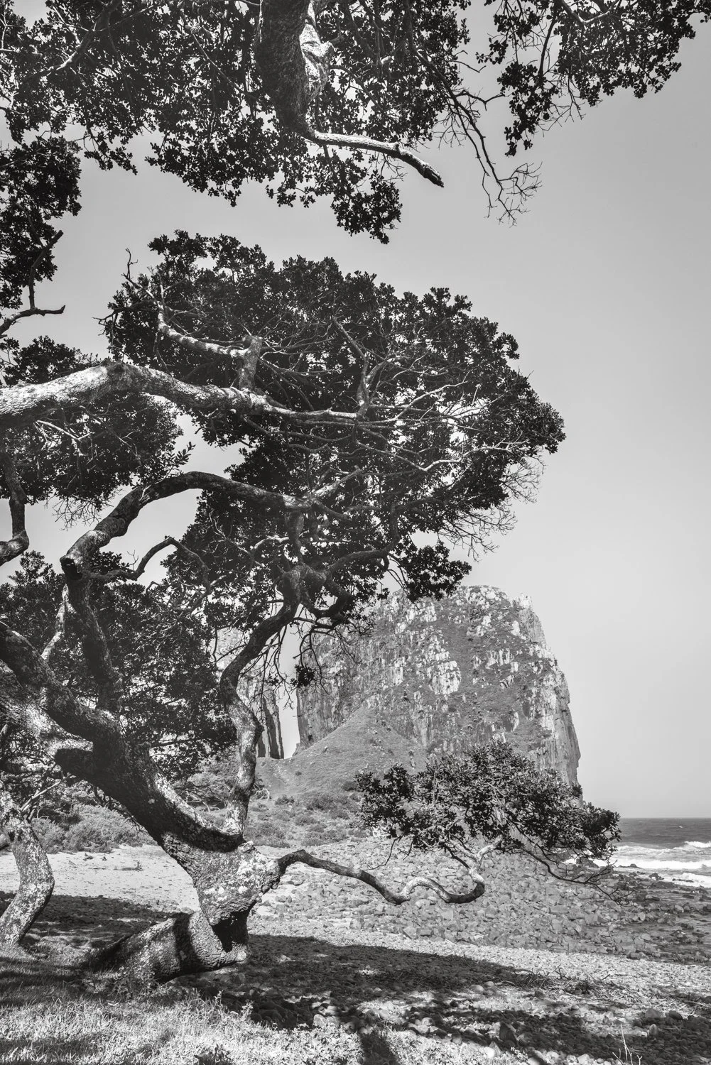 Milkwood Tree - Transkei, South Africa