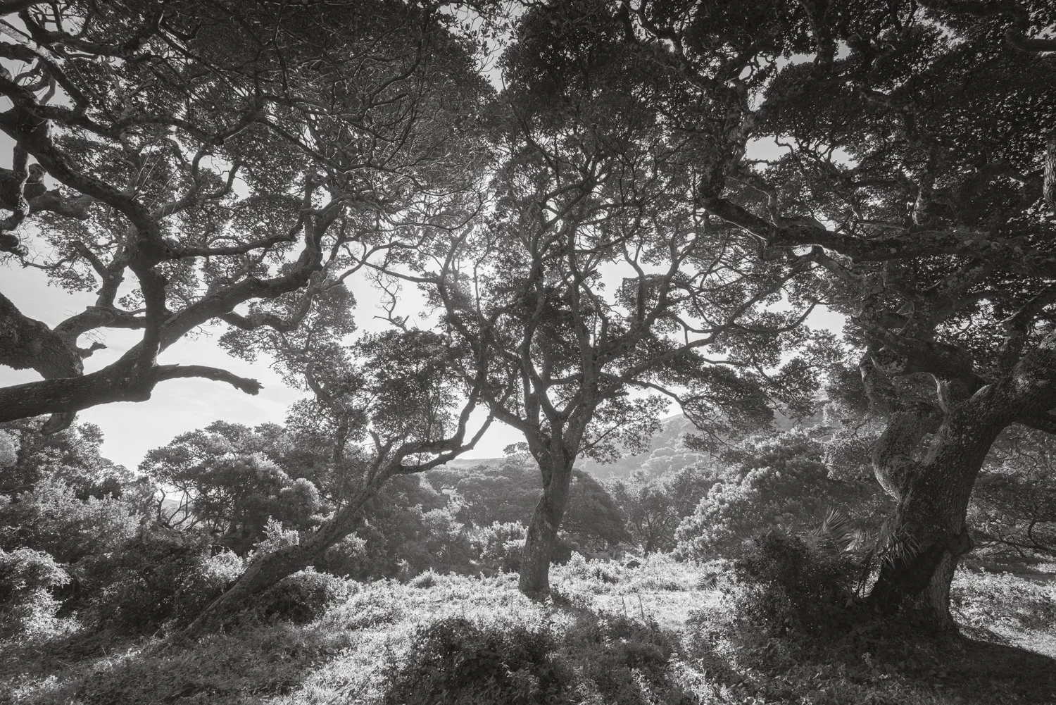 Milkwood Tree - Transkei, South Africa