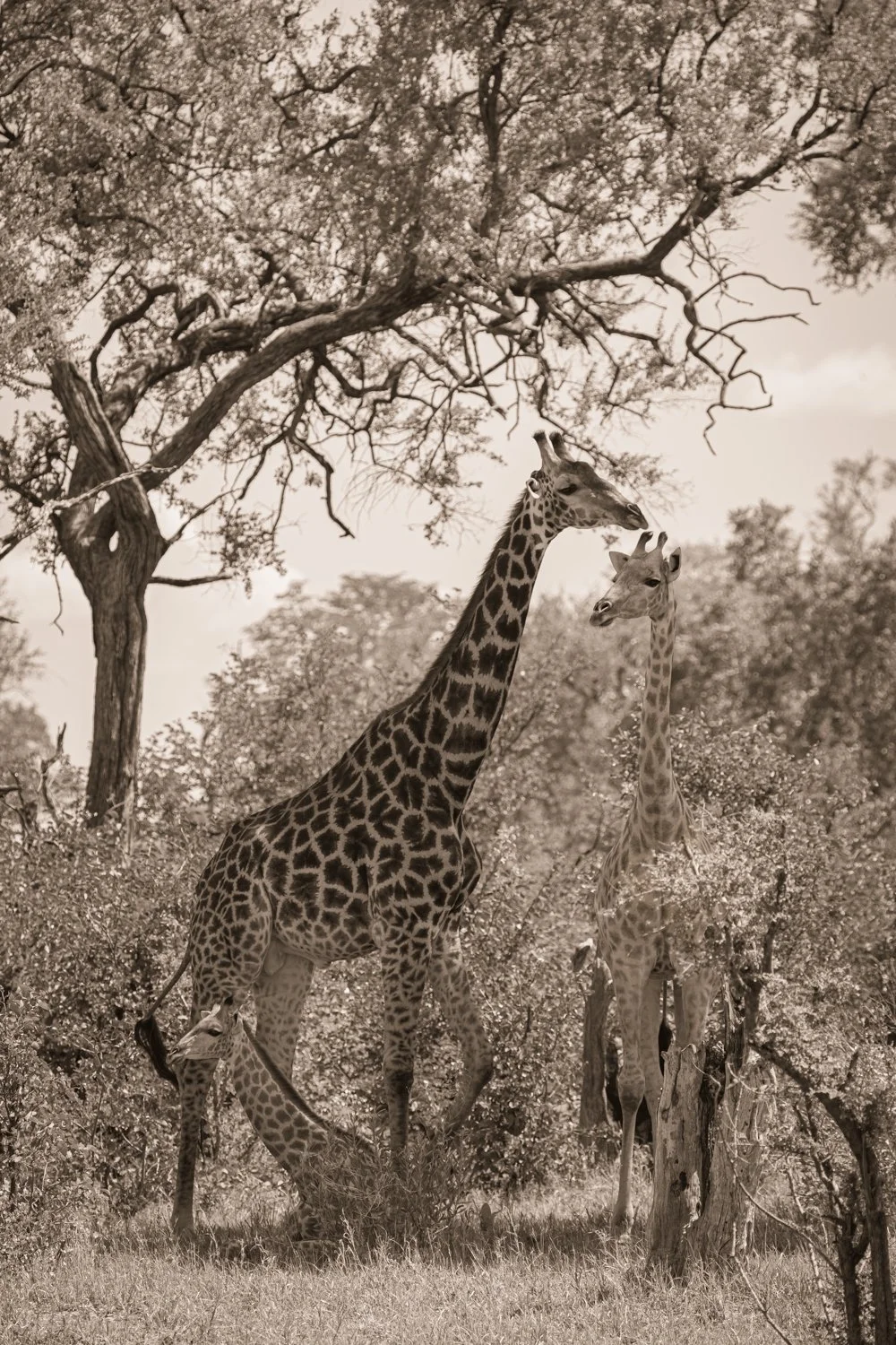 Giraffes - Okavango Delta, Botswana