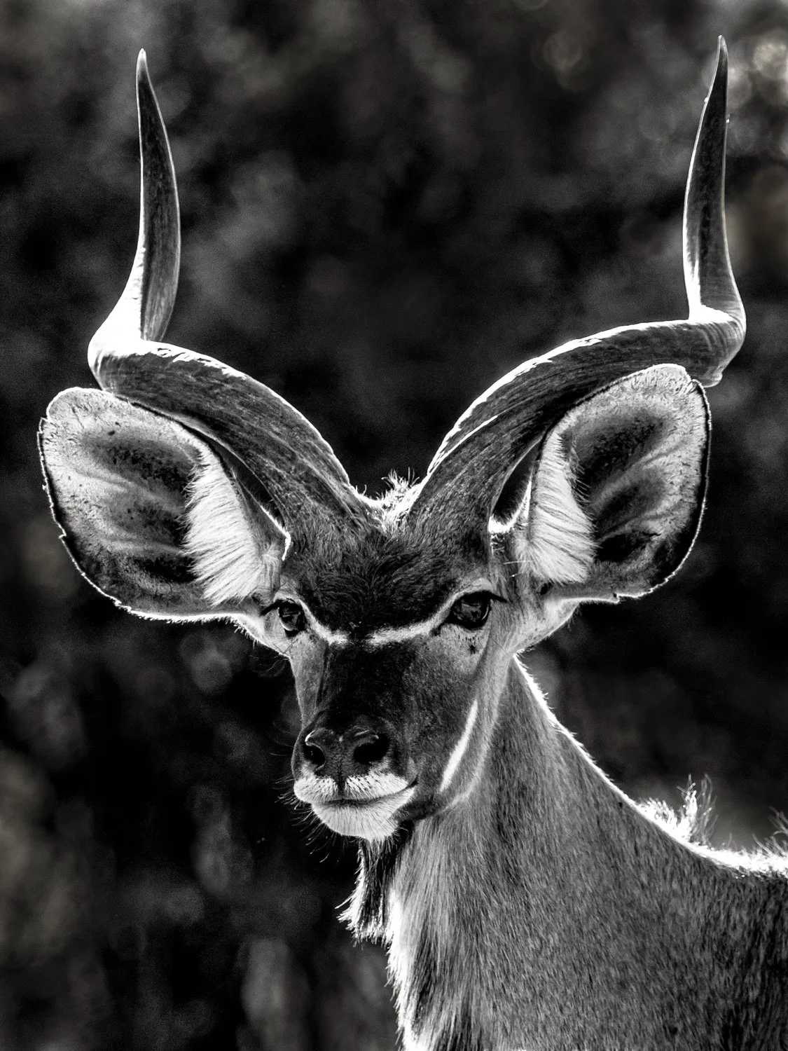 Kudu - Botswana 