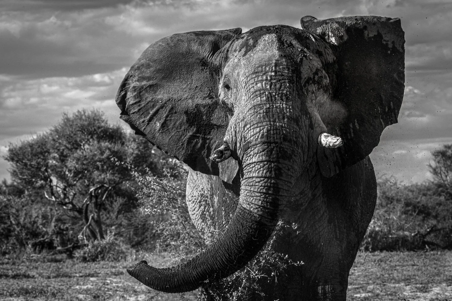 Elephant - Botswana