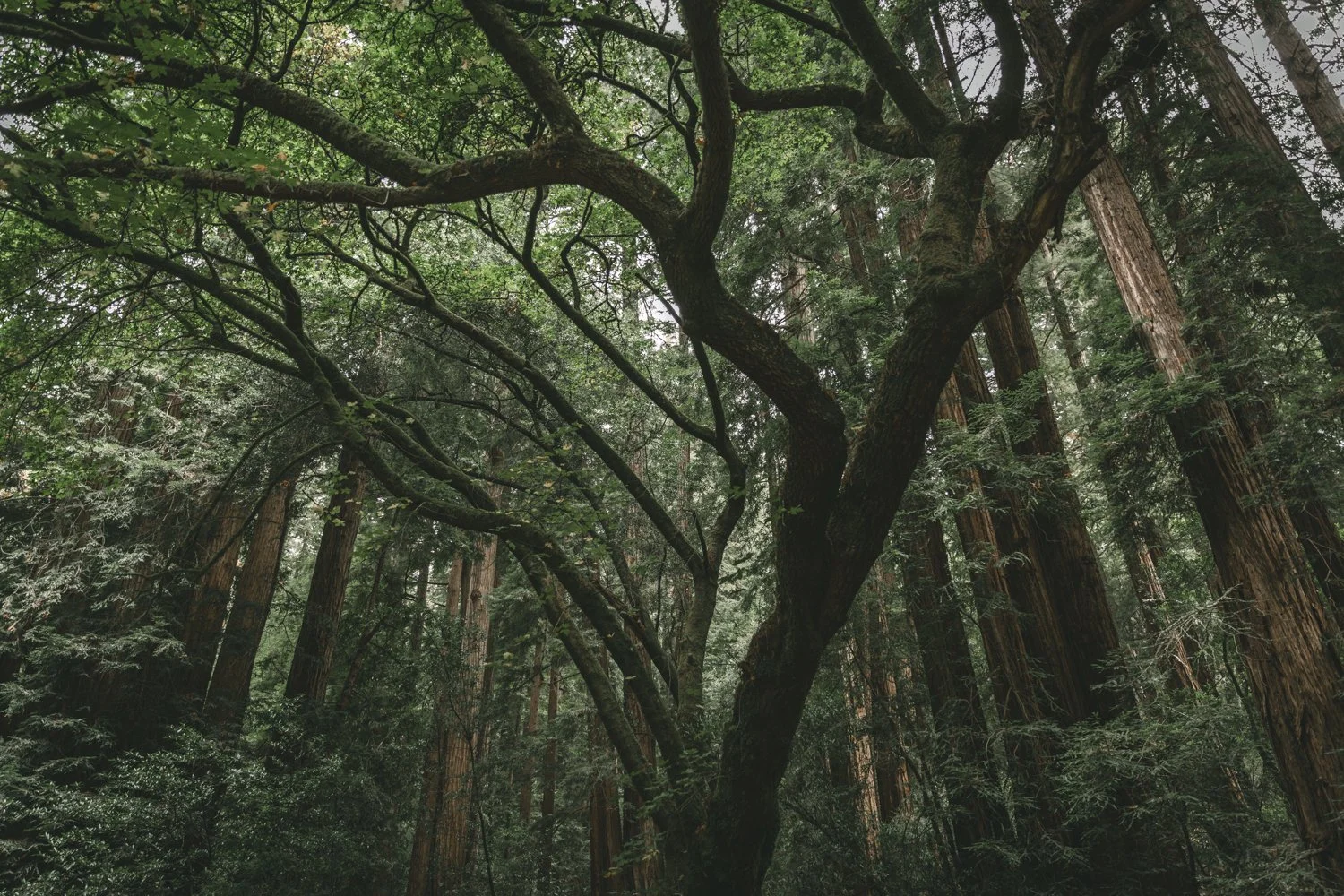 Redwood Tree - Mill Valley, California