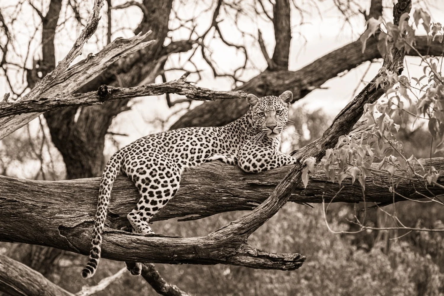 Leopard - Okavango Delta, Botswana