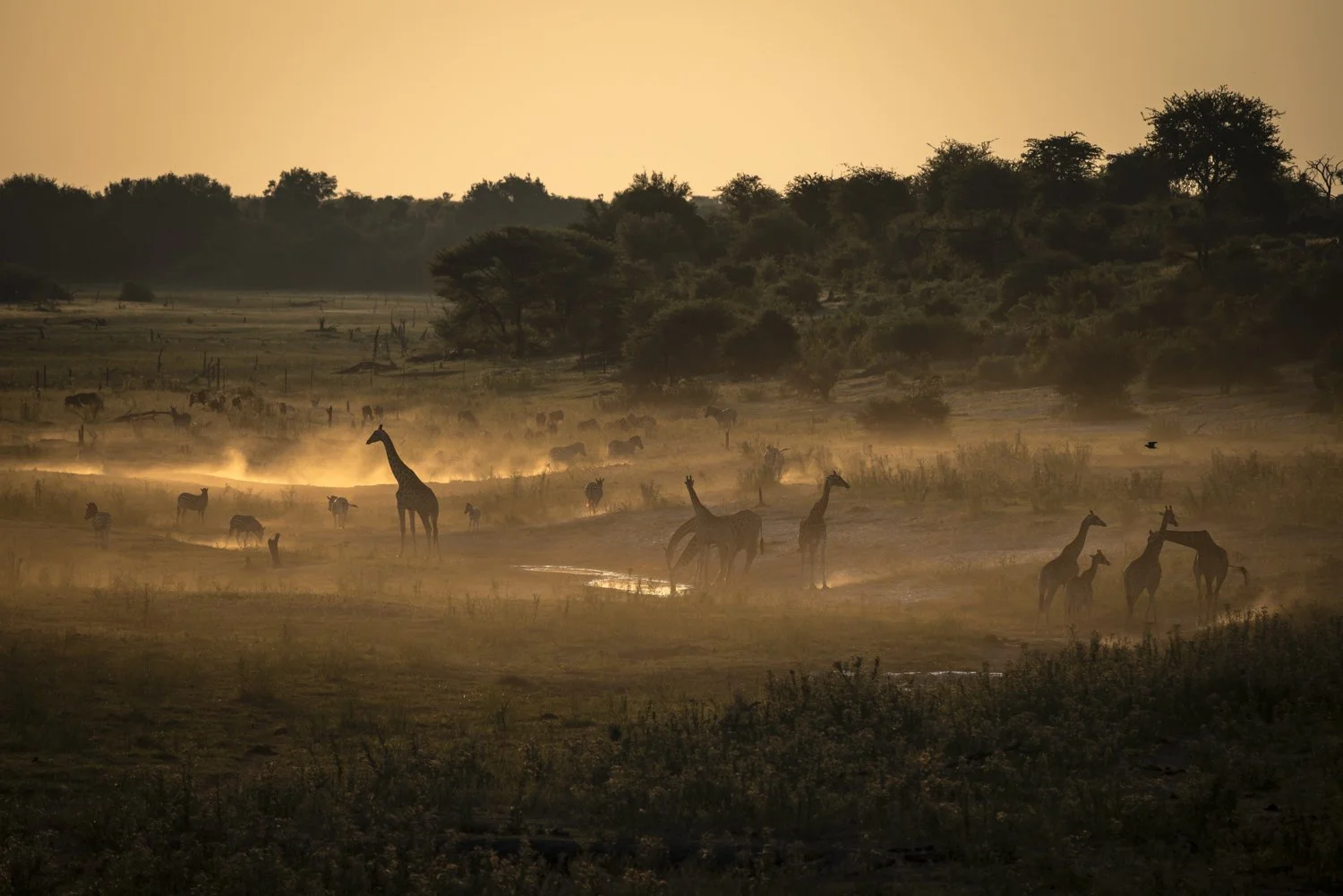 Giraffes Makgadikgadi colour - Janaina Matarazzo Botswana