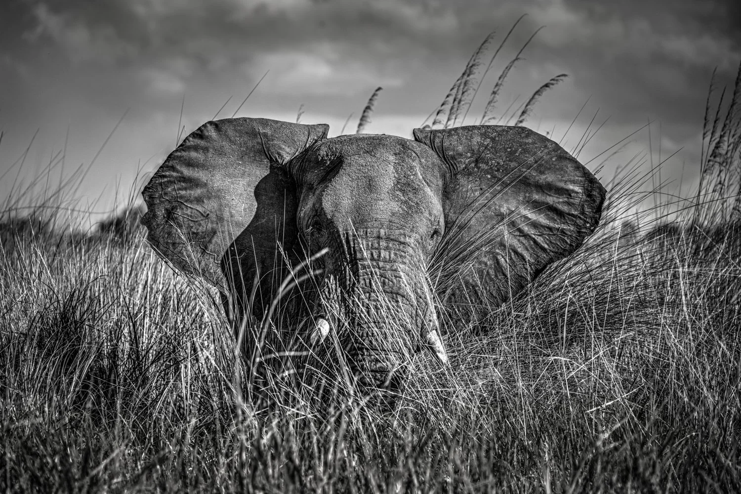 Elephant - Okavango Delta, Botswana