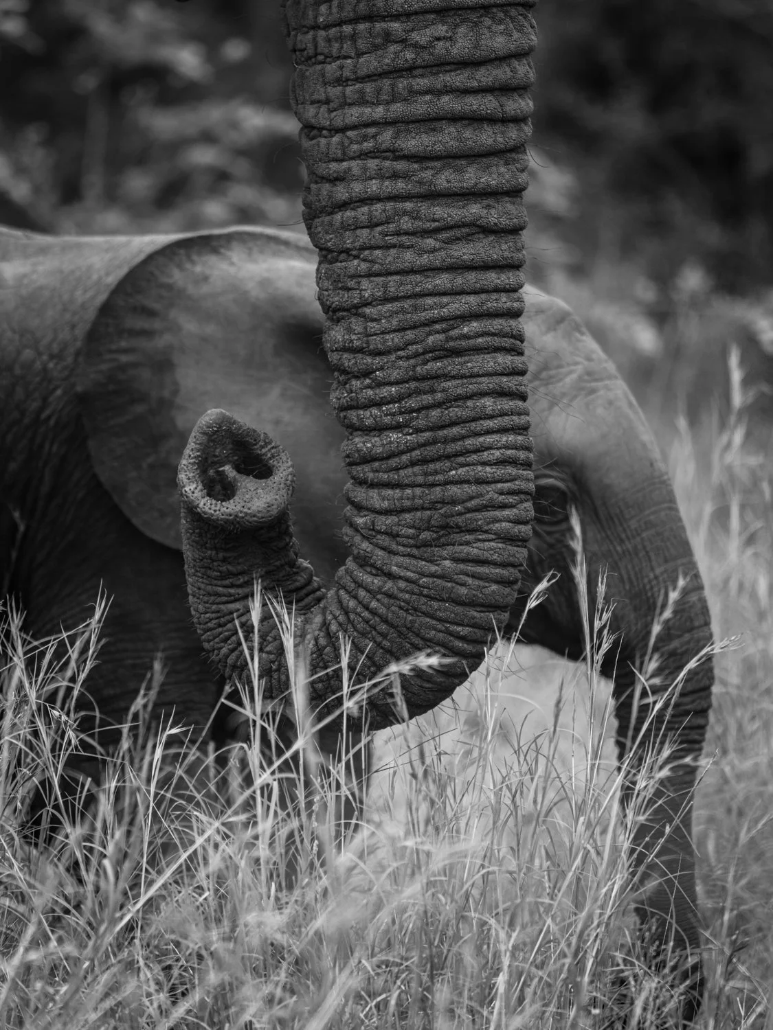 Elephants - Hluhluwe–iMfolozi Park, South Africa