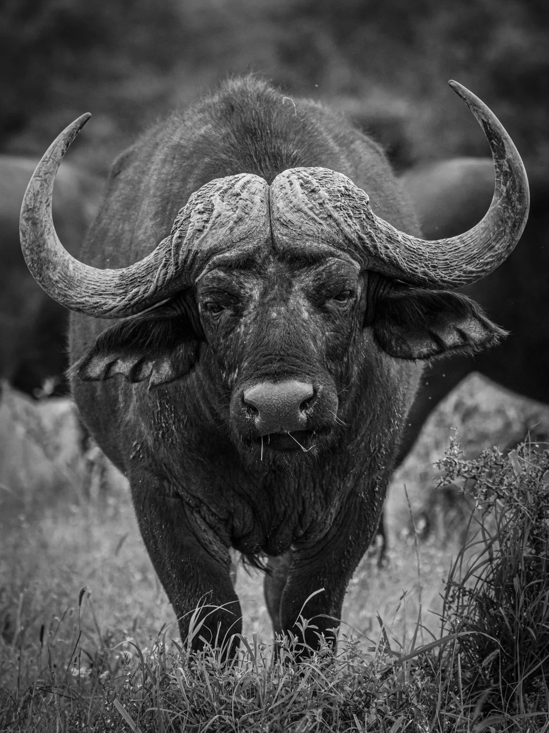Addo Elephant Park - South Africa 