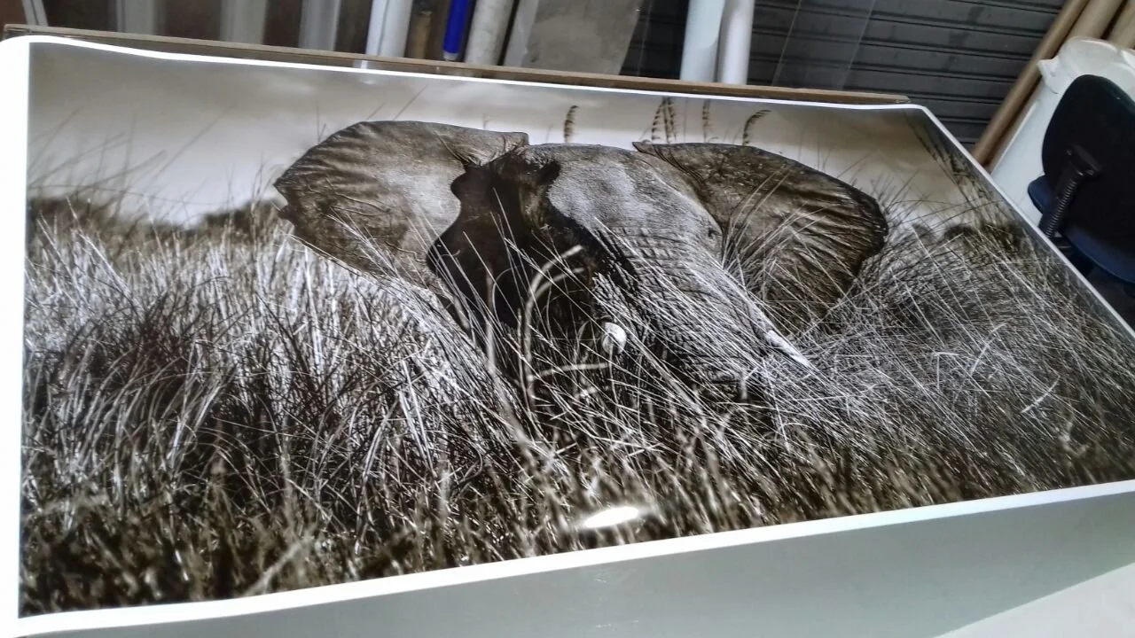 janaina-matarazzo-fine-artelephant and reeds 6.JPG