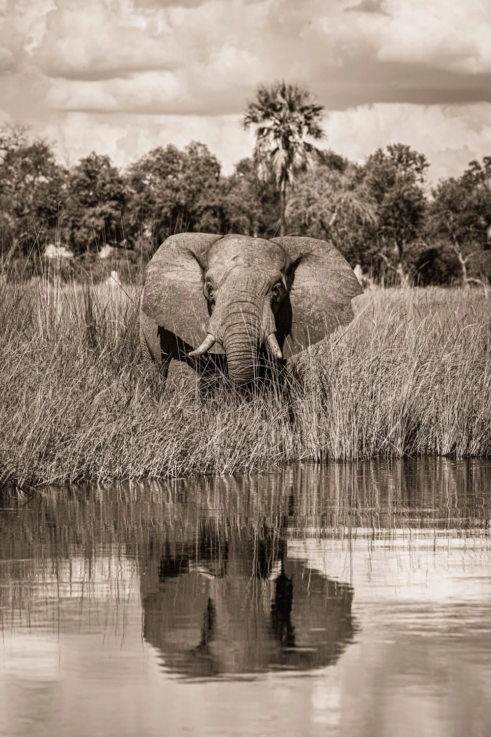 Elephant - Okavango Delta, Botswana