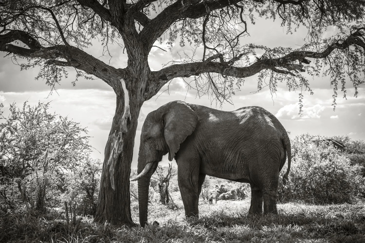 Elephant - Botswana