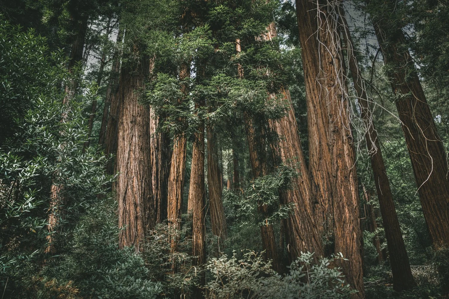 Redwood Tree - Mill Valley, California