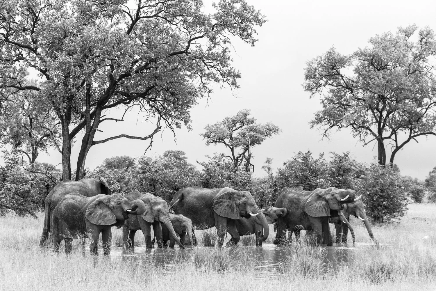 Elephants - Okavango Delta, Botswana