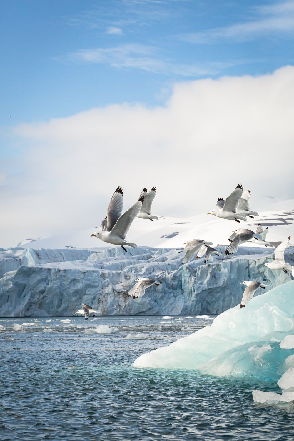 Seagulls - Svalbard, Arctic 