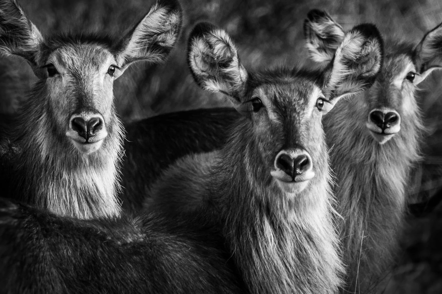 Antilopes black & white - Botswana