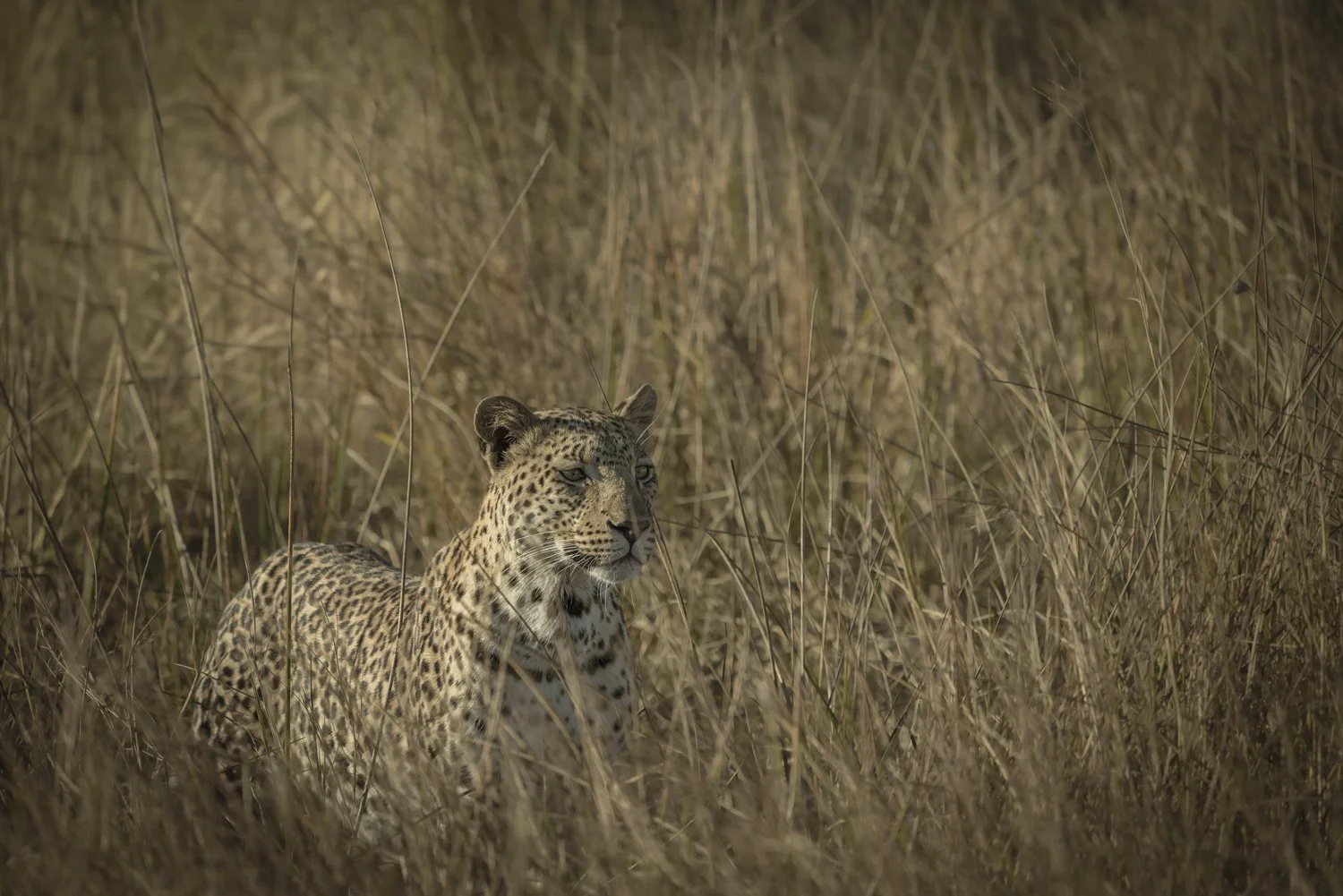 Leopard in grass Okavango Delta — Janaina Matarazzo photographer