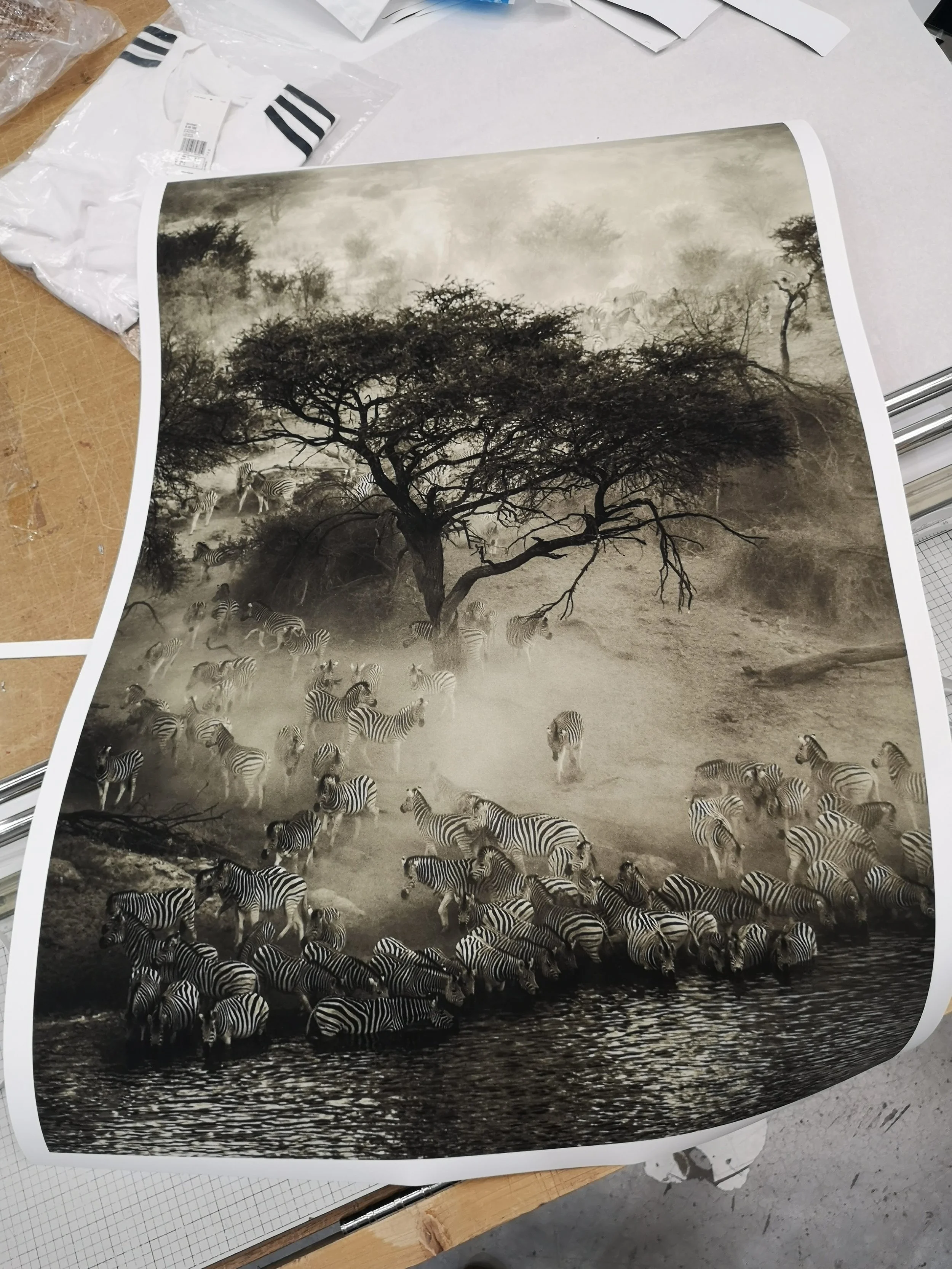 janaina-matarazzo-fine-artzebra art dubai raquel.jpg