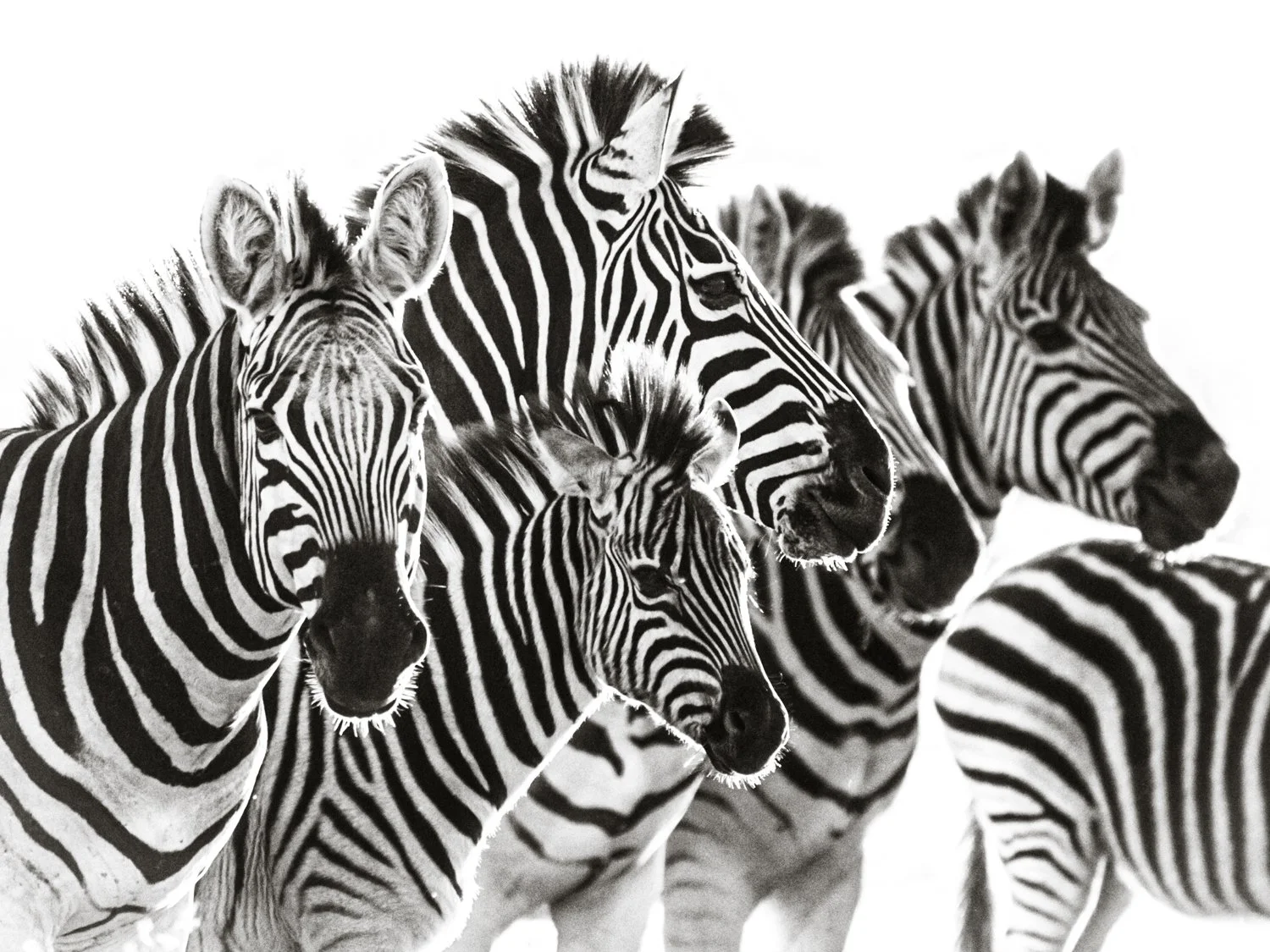 Zebra portrait black & white - Janaina Matarazzo fine art photography 