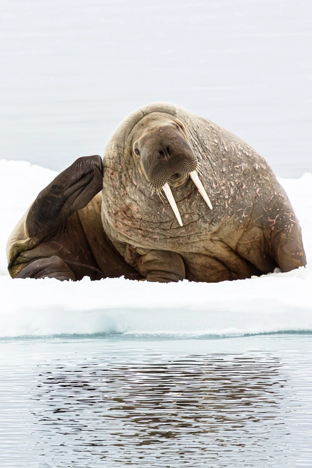 Walrus - Svalbard, Arctic 