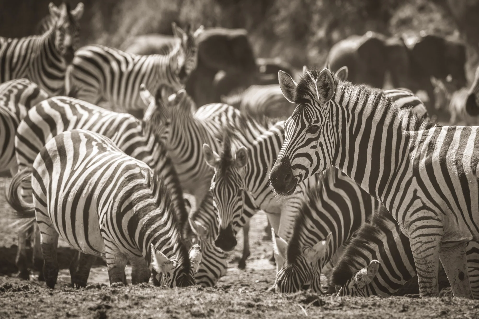 Zebras - Botswana