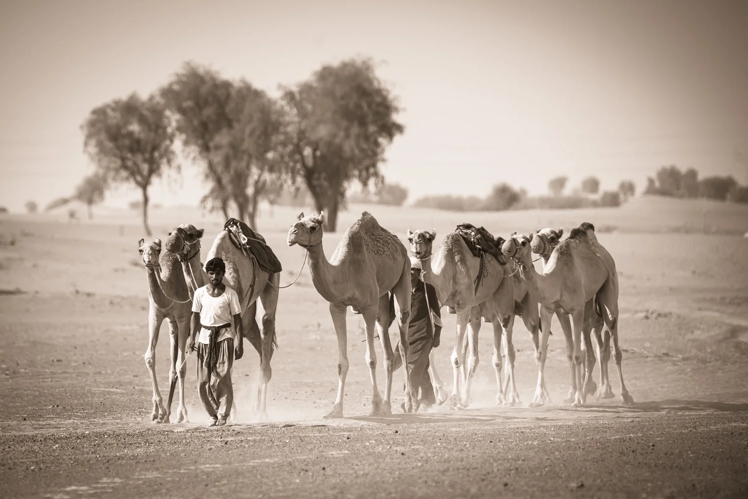 Camels - United Arab Emirates 