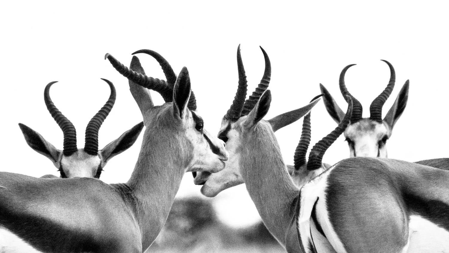 Springboks - Makgadikgadi, Botswana