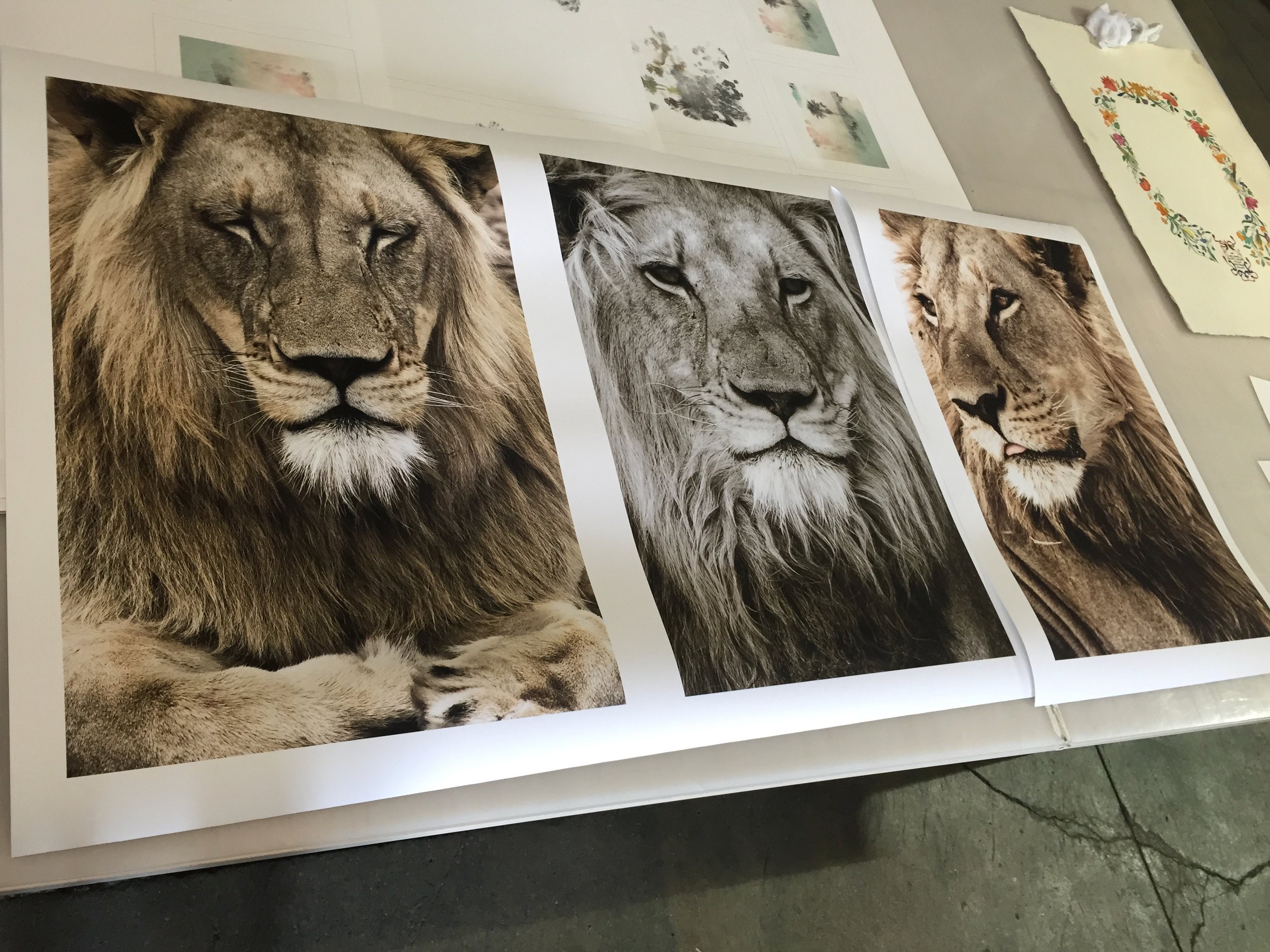 janaina-matarazzo-fine-artIMG_5252 (1).jpeg