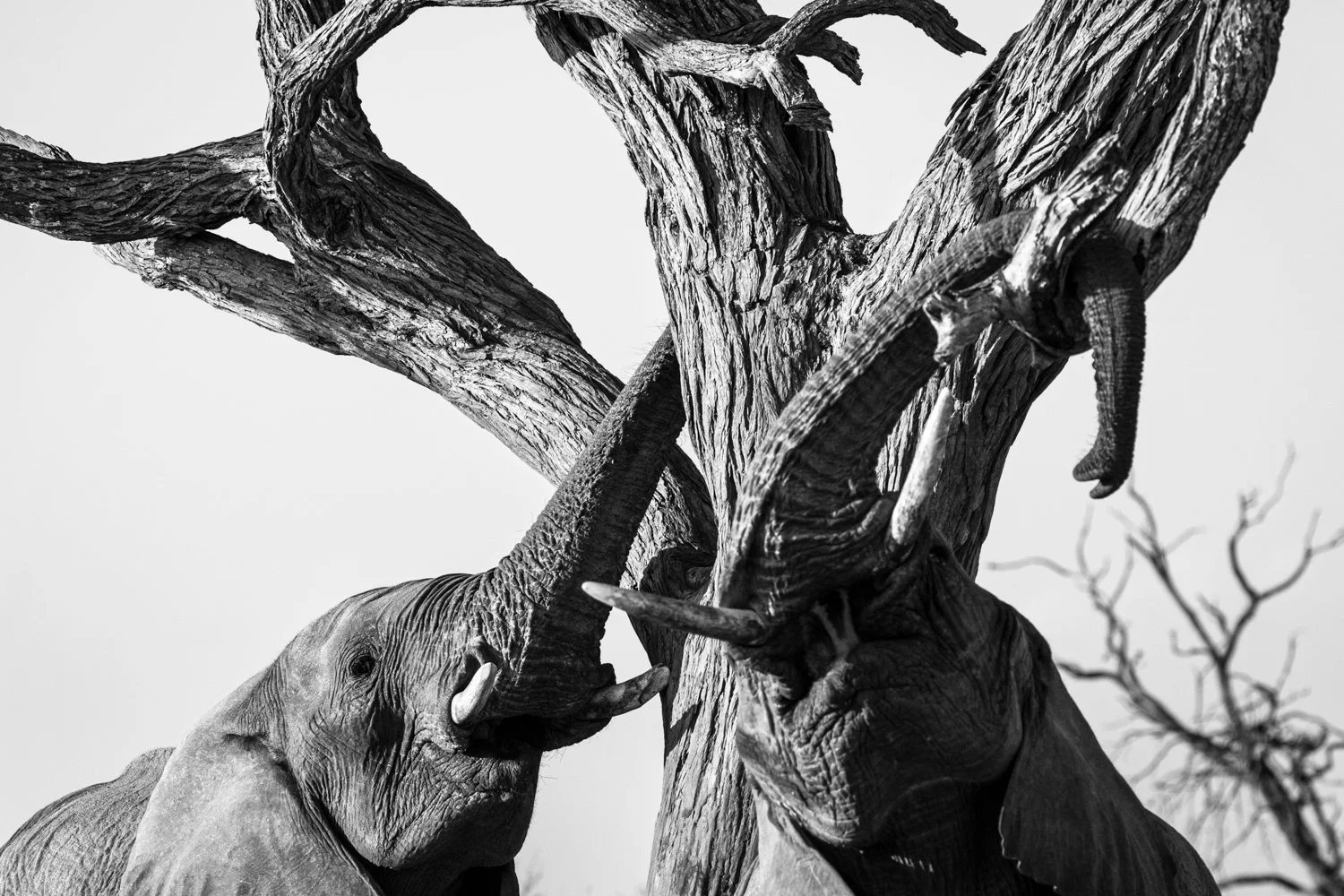 Elephants - Botswana