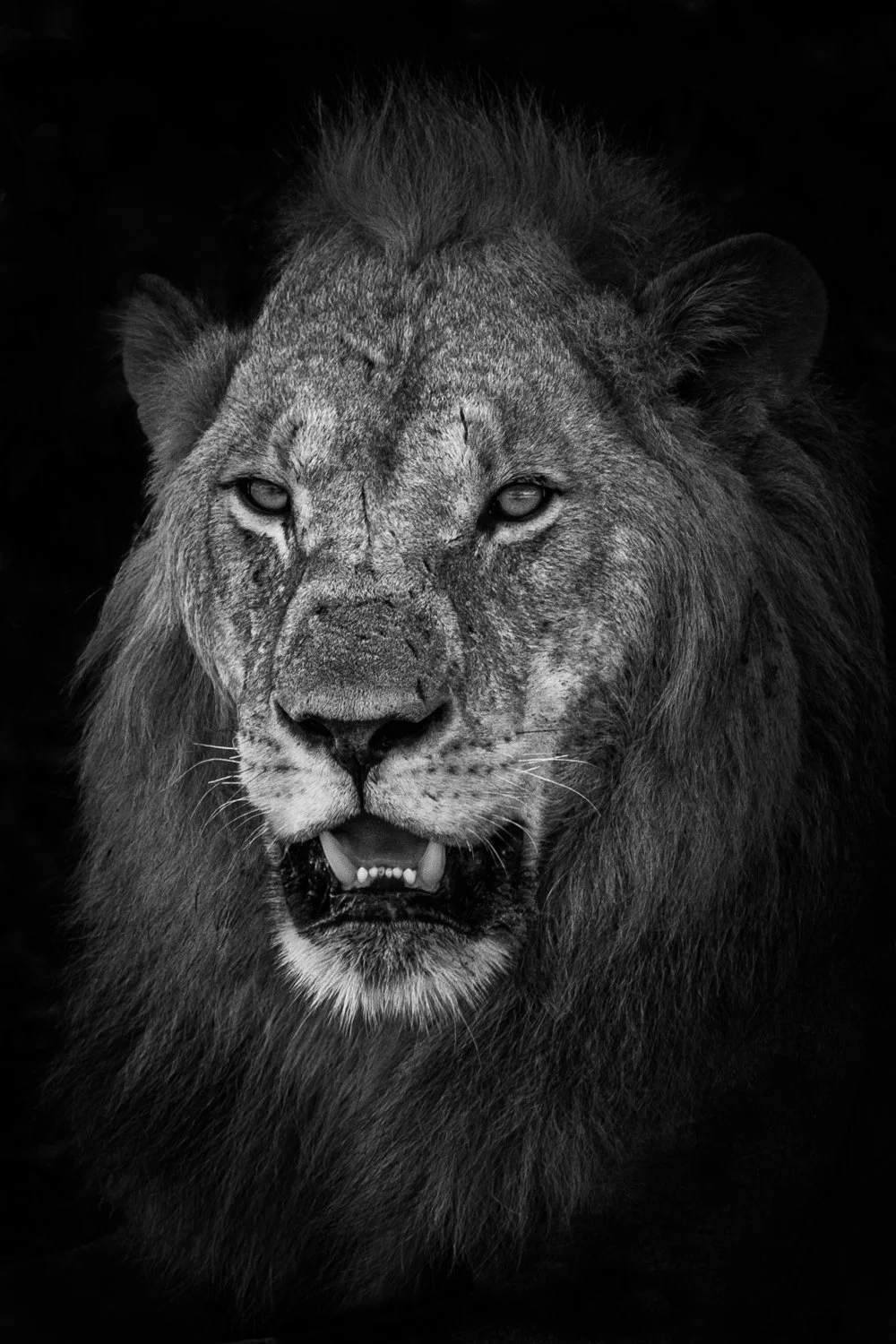 Lion - Okavango Delta, Botswana